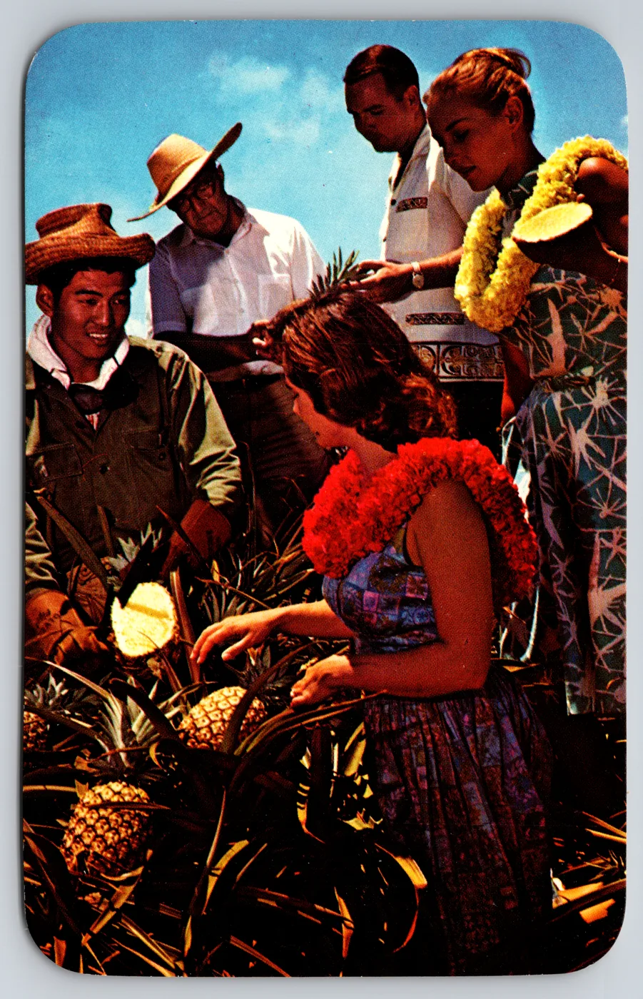 A Colourpicture Plastichrome chrome-era postcard from the Postcard Origins collection: Hawaiian pineapple harvest scene